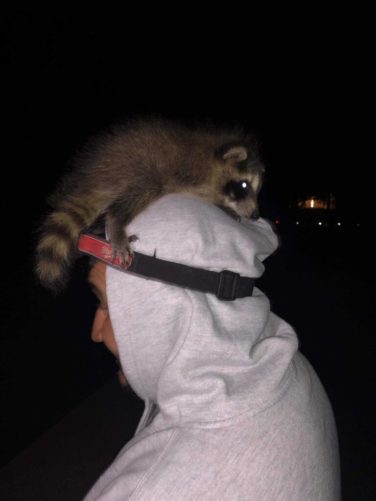 Wildlife Removal Kentland