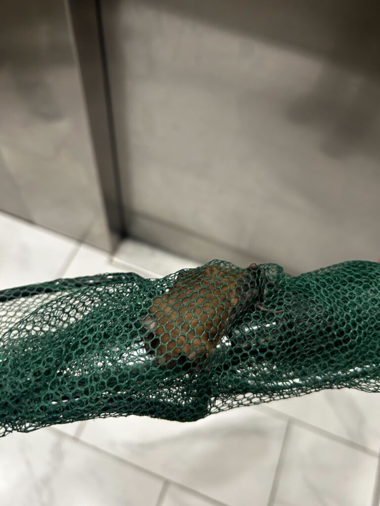 Wildlife Removal Kentland