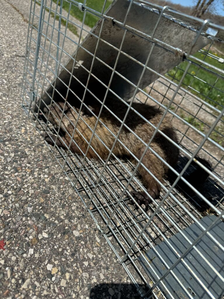 Wildlife Removal Kentland