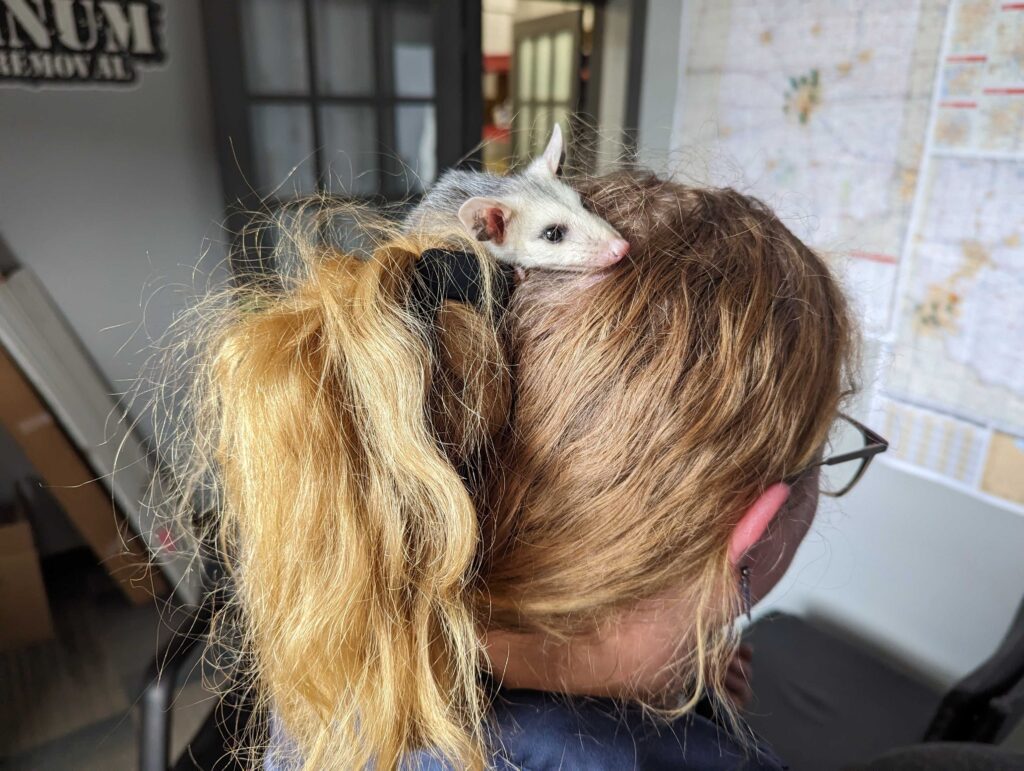 Wildlife Removal Kentland